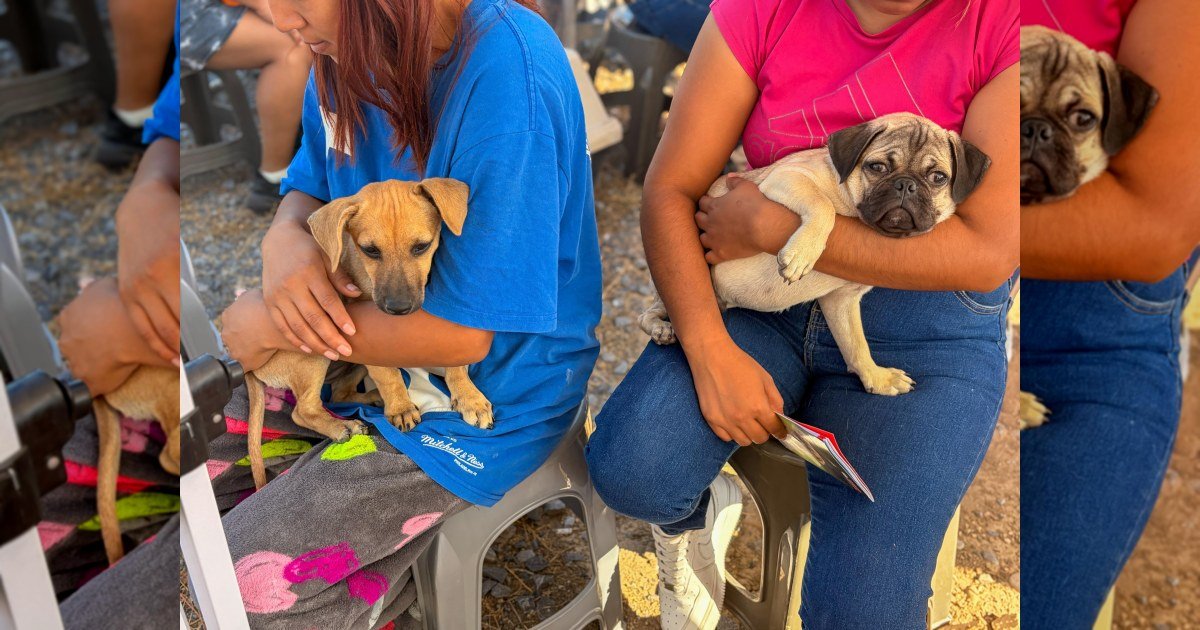 Cuidar a las mascotas también es cuidar a las familias · Fotografía 3