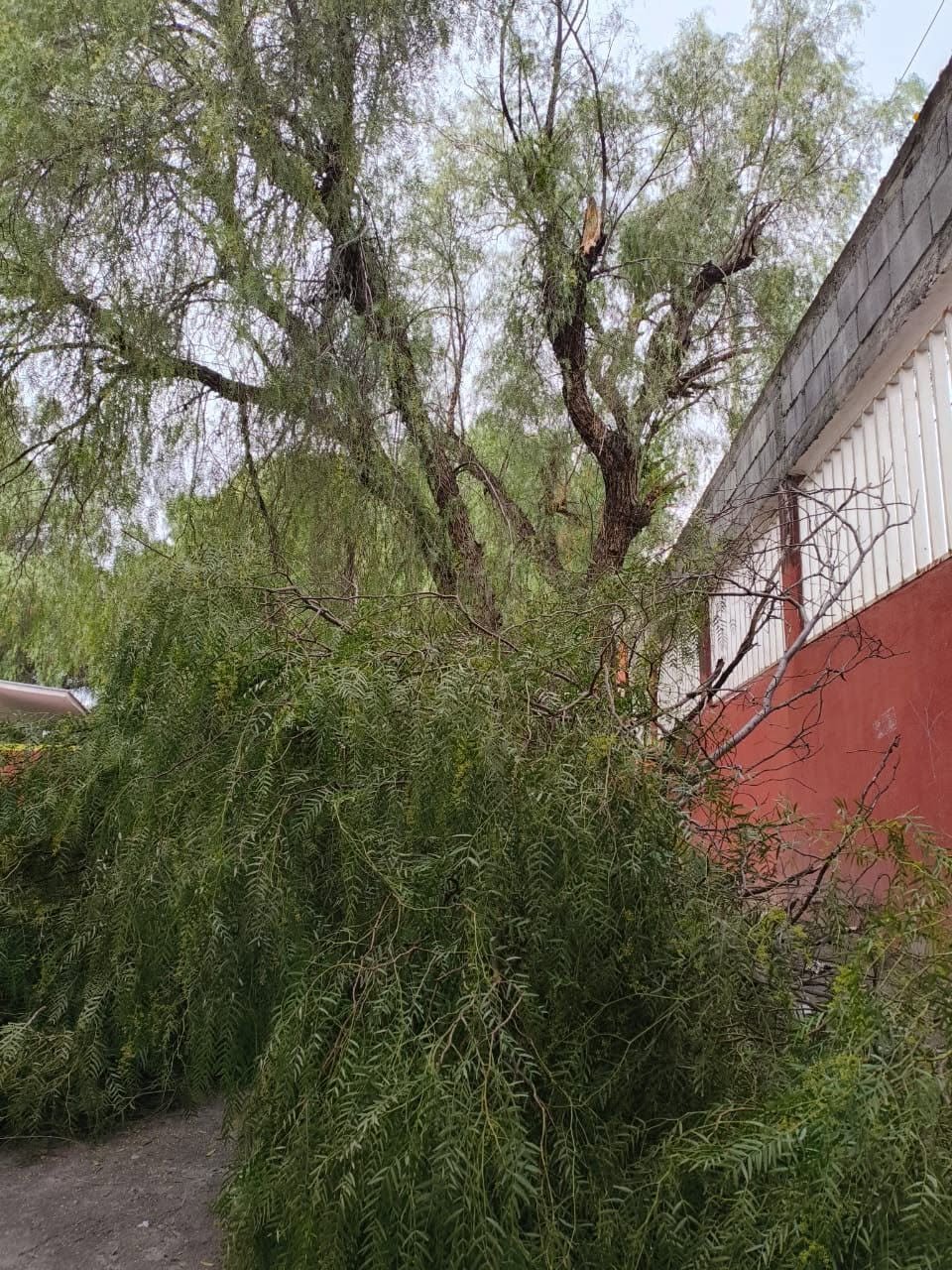 Reporte Ciudadano | Alertan por caída de ramas y pirules dentro de Escuela Nueva Patria